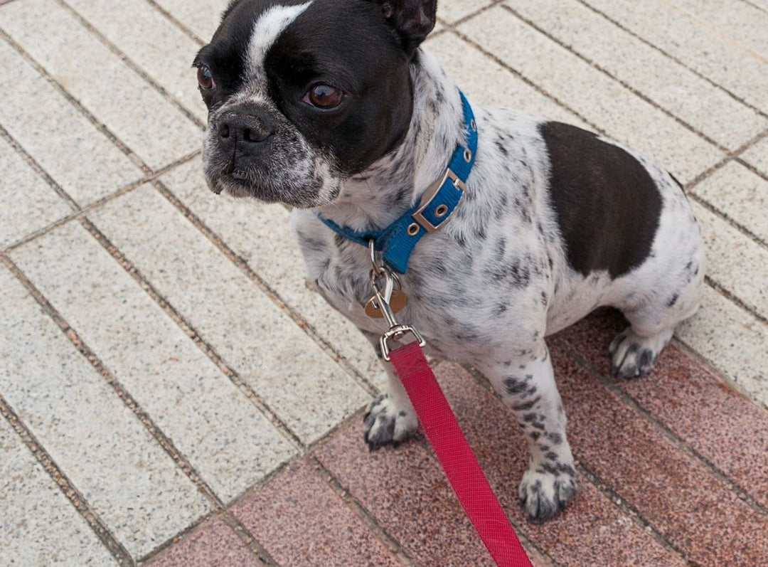 Perro con collar y correa, accesorios para mascotas
