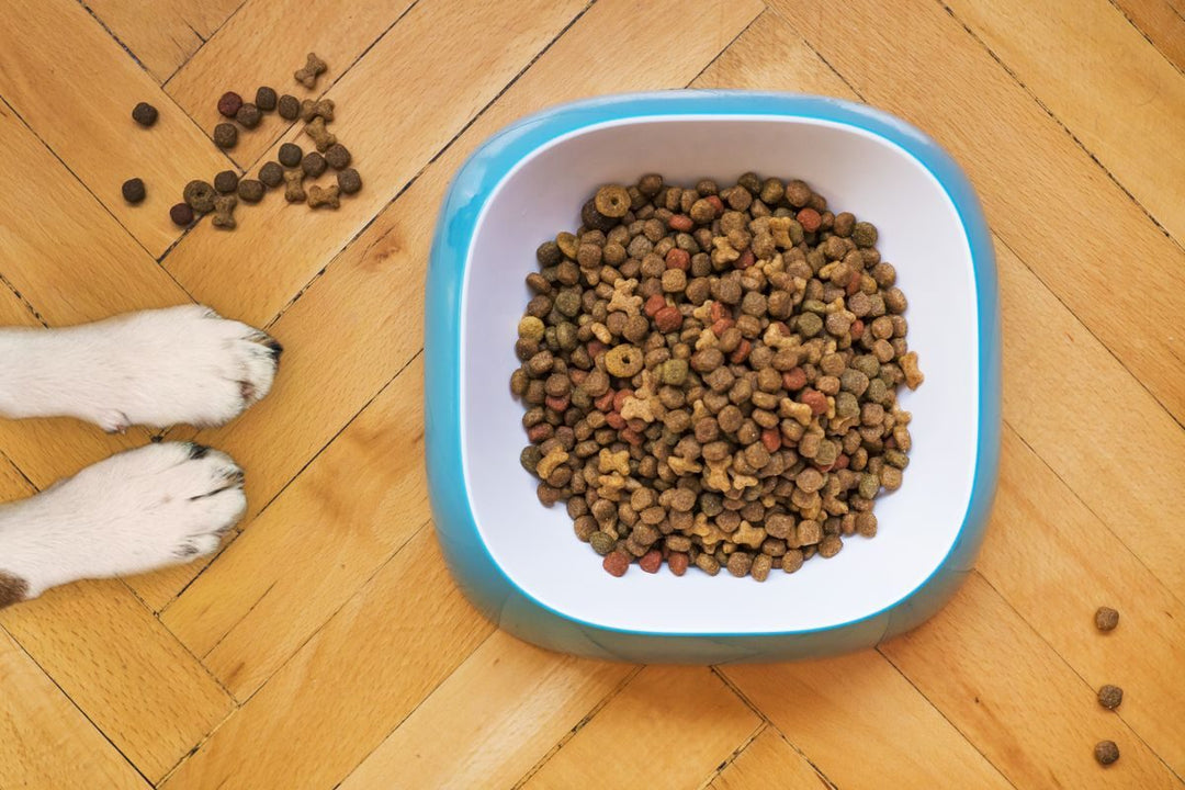 Bowl de alimento seco para perro visto desde arriba