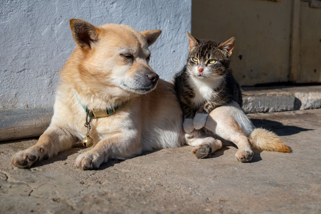Perro y gato descansando juntos