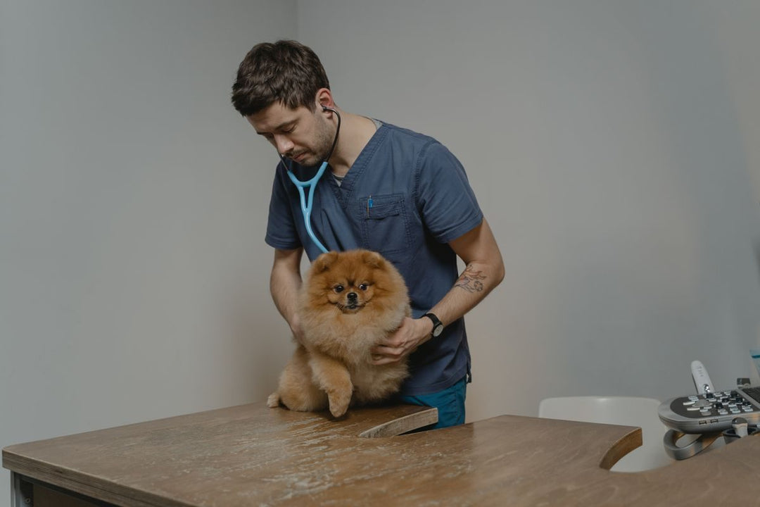 Veterinario examinando a un perro en la consulta