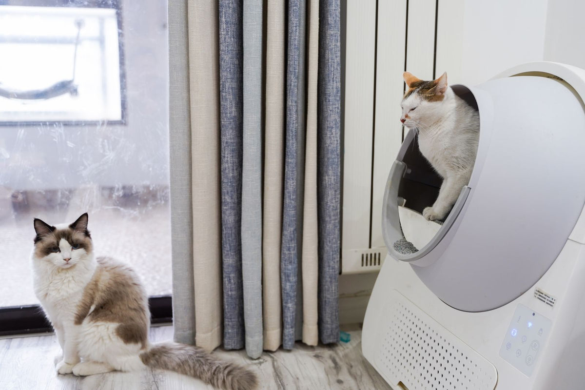 Gatos junto a un arenero moderno en un living luminoso