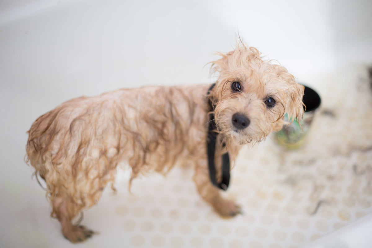 Cachorro mojado durante su baño en tina