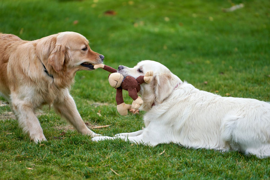 Dos golden retrievers jugando tira y afloja con un peluche