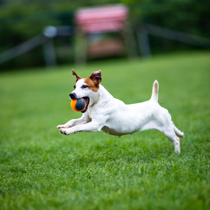 SKIPDAWG TENNIS BALL 4PZ — GiGwi