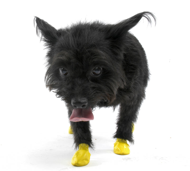 Botitas Amarillo Tamaño XXS — Pawz