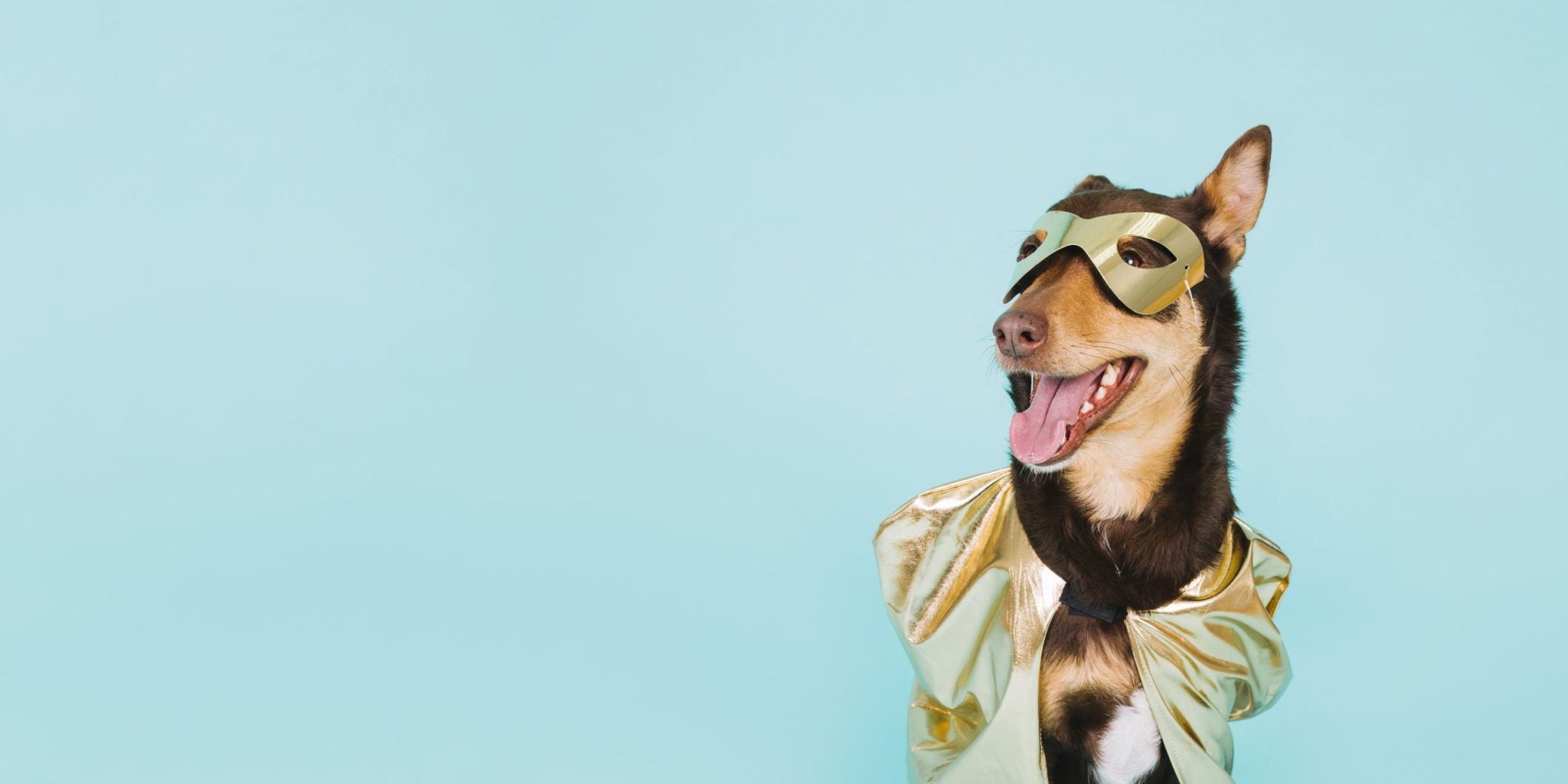 Perro feliz con capa dorada — los clientes celebran a Ludipek